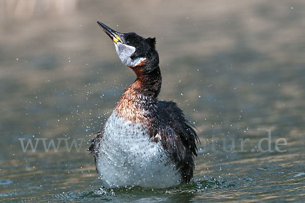 Rothalstaucher (Podiceps grisegena)