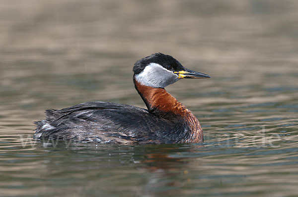 Rothalstaucher (Podiceps grisegena)