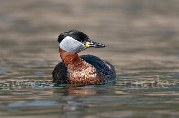 Rothalstaucher (Podiceps grisegena)