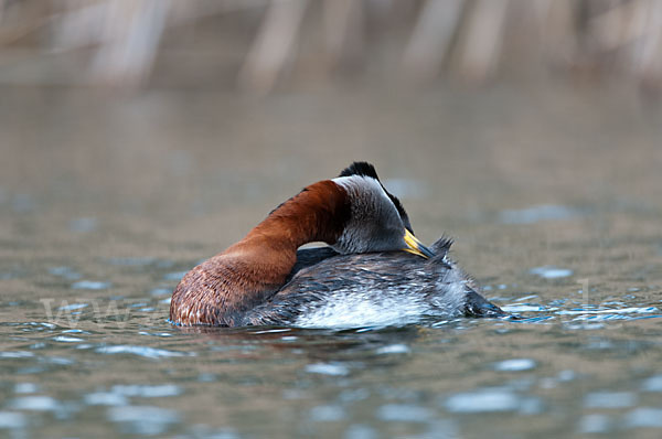 Rothalstaucher (Podiceps grisegena)