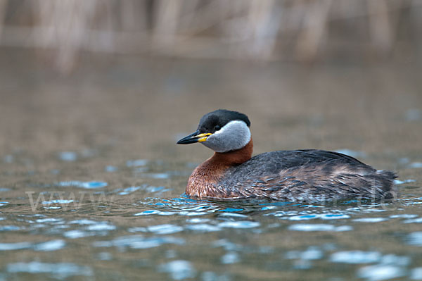 Rothalstaucher (Podiceps grisegena)