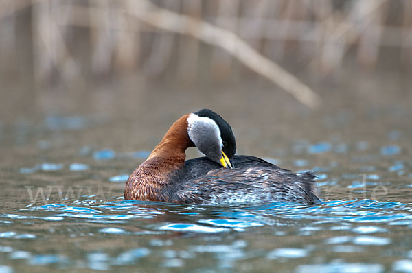 Rothalstaucher (Podiceps grisegena)