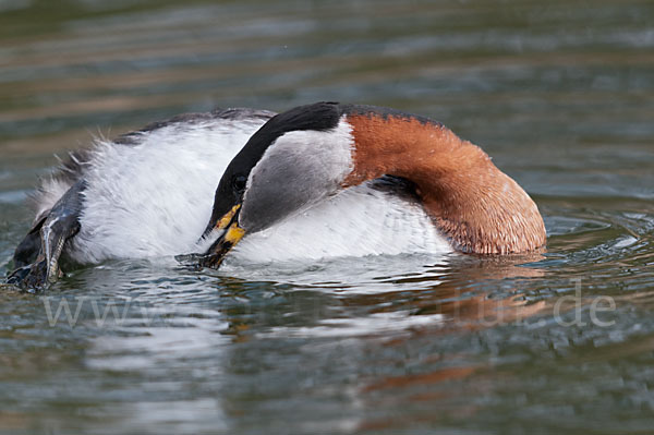 Rothalstaucher (Podiceps grisegena)