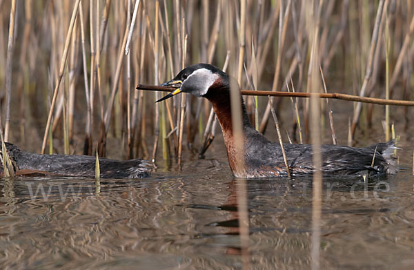 Rothalstaucher (Podiceps grisegena)