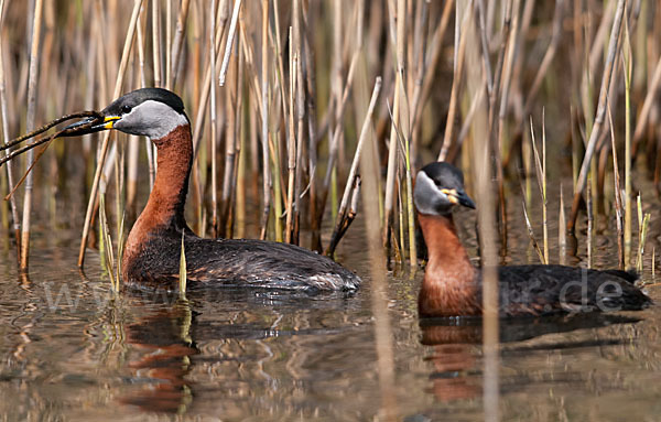 Rothalstaucher (Podiceps grisegena)