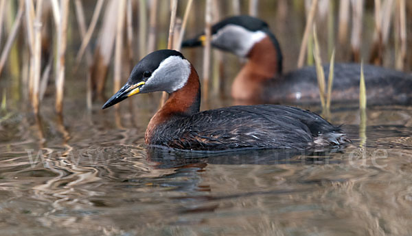 Rothalstaucher (Podiceps grisegena)