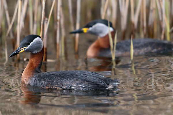 Rothalstaucher (Podiceps grisegena)