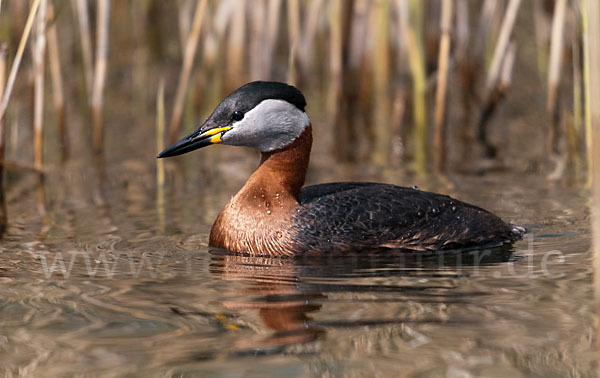 Rothalstaucher (Podiceps grisegena)