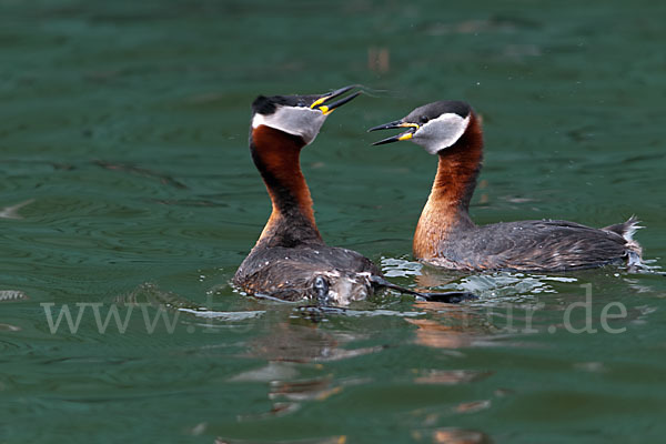 Rothalstaucher (Podiceps grisegena)