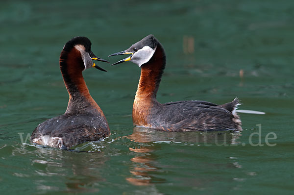 Rothalstaucher (Podiceps grisegena)