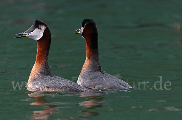 Rothalstaucher (Podiceps grisegena)