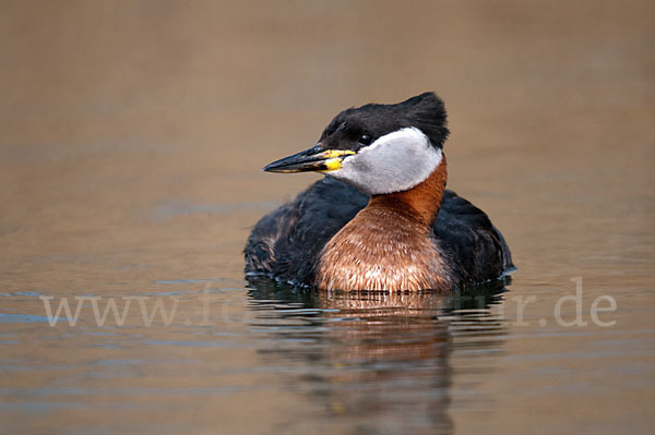 Rothalstaucher (Podiceps grisegena)