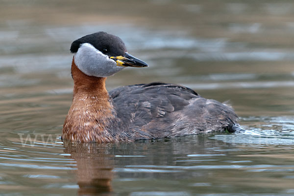 Rothalstaucher (Podiceps grisegena)