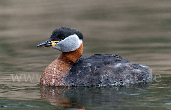 Rothalstaucher (Podiceps grisegena)