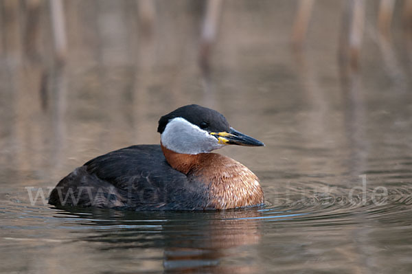 Rothalstaucher (Podiceps grisegena)