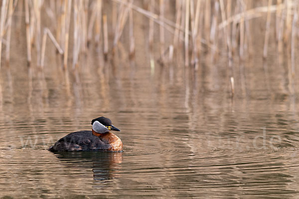 Rothalstaucher (Podiceps grisegena)