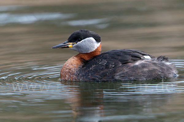 Rothalstaucher (Podiceps grisegena)