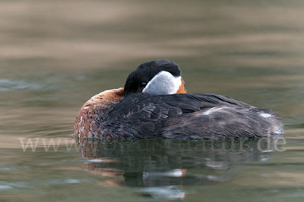 Rothalstaucher (Podiceps grisegena)