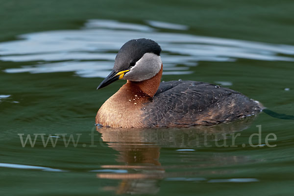 Rothalstaucher (Podiceps grisegena)