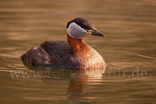 Rothalstaucher (Podiceps grisegena)