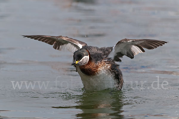 Rothalstaucher (Podiceps grisegena)