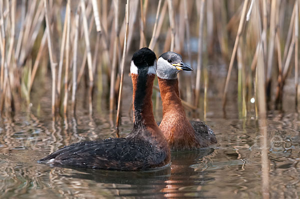 Rothalstaucher (Podiceps grisegena)