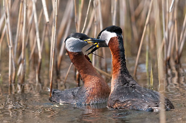 Rothalstaucher (Podiceps grisegena)