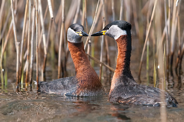 Rothalstaucher (Podiceps grisegena)