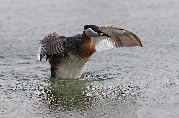 Rothalstaucher (Podiceps grisegena)