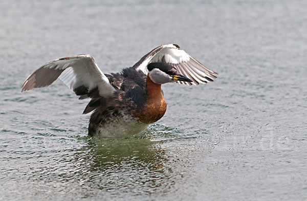 Rothalstaucher (Podiceps grisegena)