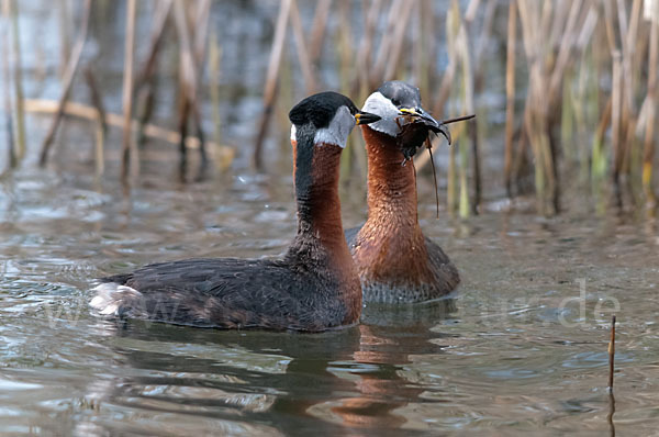 Rothalstaucher (Podiceps grisegena)