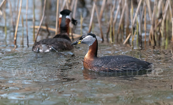 Rothalstaucher (Podiceps grisegena)