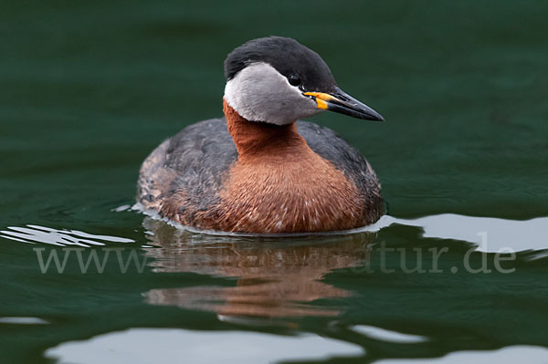 Rothalstaucher (Podiceps grisegena)