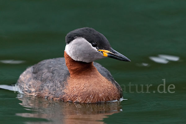 Rothalstaucher (Podiceps grisegena)