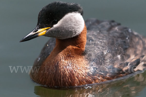 Rothalstaucher (Podiceps grisegena)