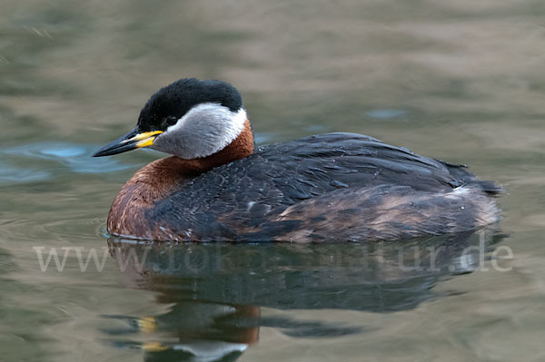 Rothalstaucher (Podiceps grisegena)