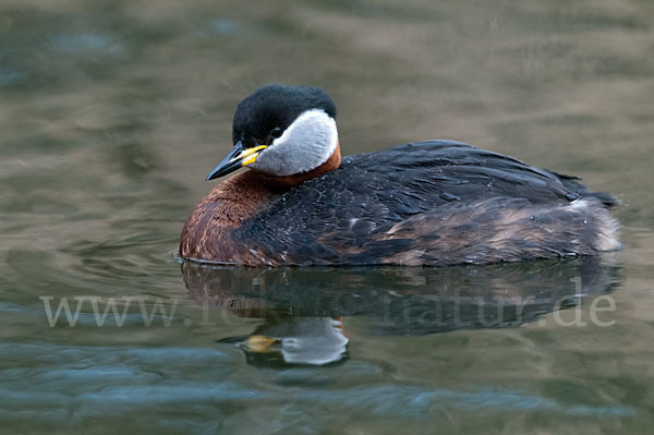 Rothalstaucher (Podiceps grisegena)