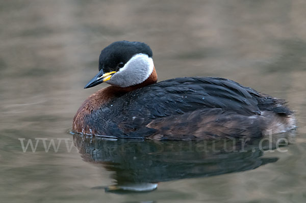 Rothalstaucher (Podiceps grisegena)