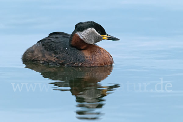 Rothalstaucher (Podiceps grisegena)