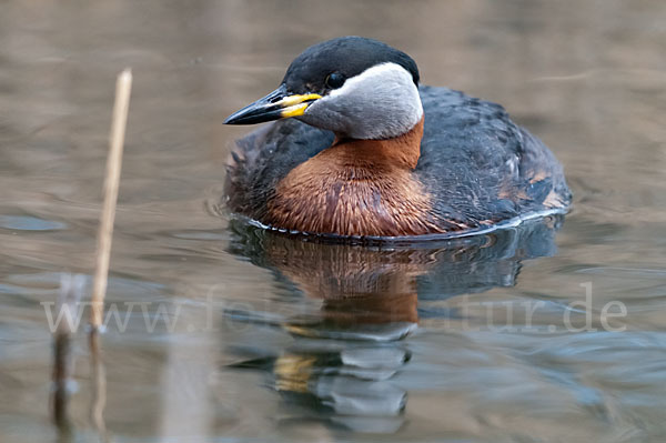 Rothalstaucher (Podiceps grisegena)