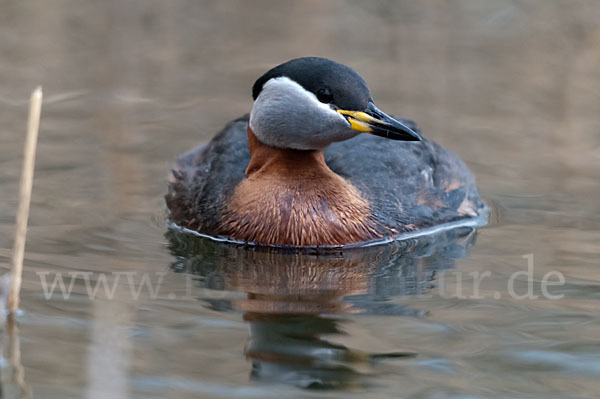 Rothalstaucher (Podiceps grisegena)