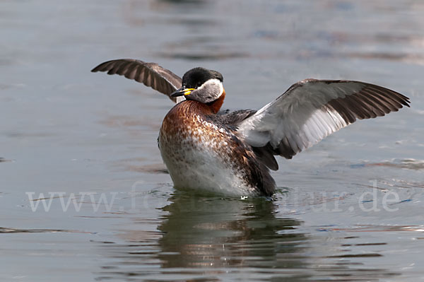 Rothalstaucher (Podiceps grisegena)