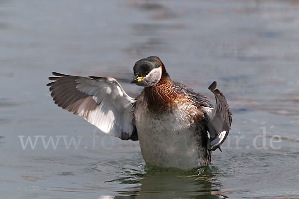 Rothalstaucher (Podiceps grisegena)