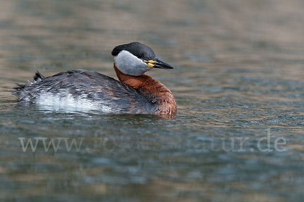 Rothalstaucher (Podiceps grisegena)