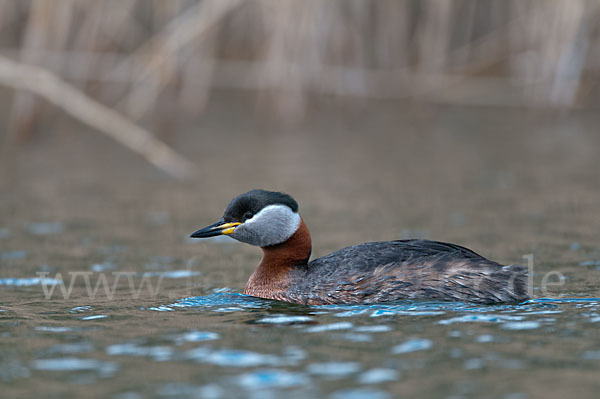 Rothalstaucher (Podiceps grisegena)