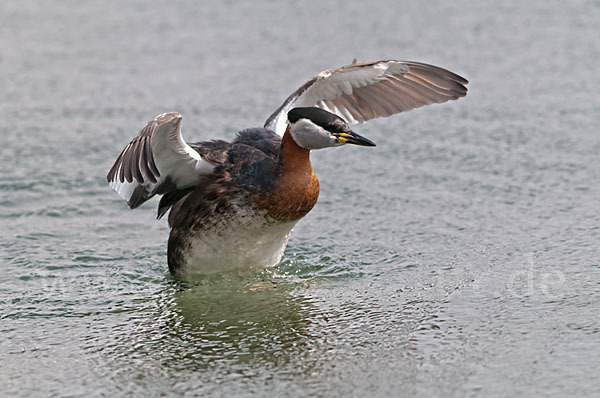 Rothalstaucher (Podiceps grisegena)