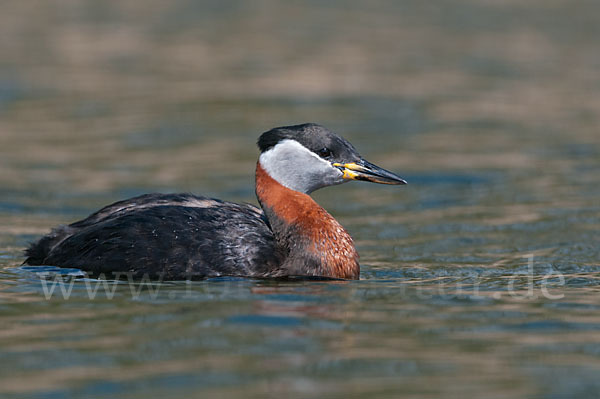 Rothalstaucher (Podiceps grisegena)