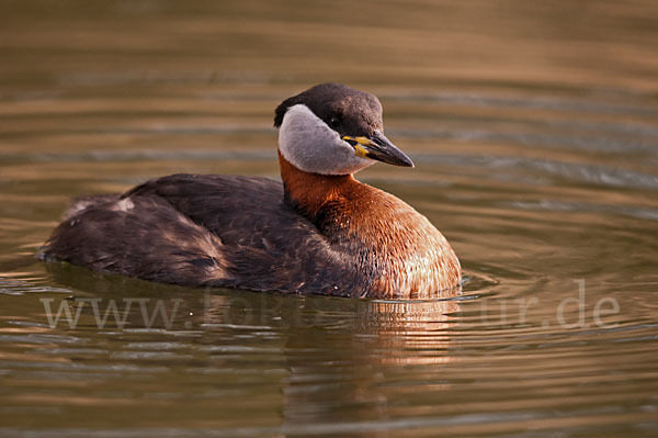 Rothalstaucher (Podiceps grisegena)