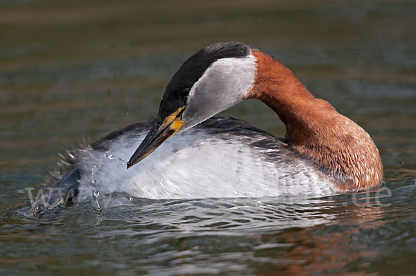 Rothalstaucher (Podiceps grisegena)