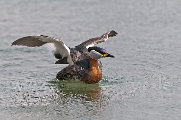 Rothalstaucher (Podiceps grisegena)